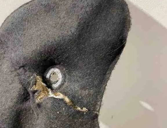 BMW 5 Series F10/F11 (2009-2017) Тепловая защита 8510114,54703011 32709195