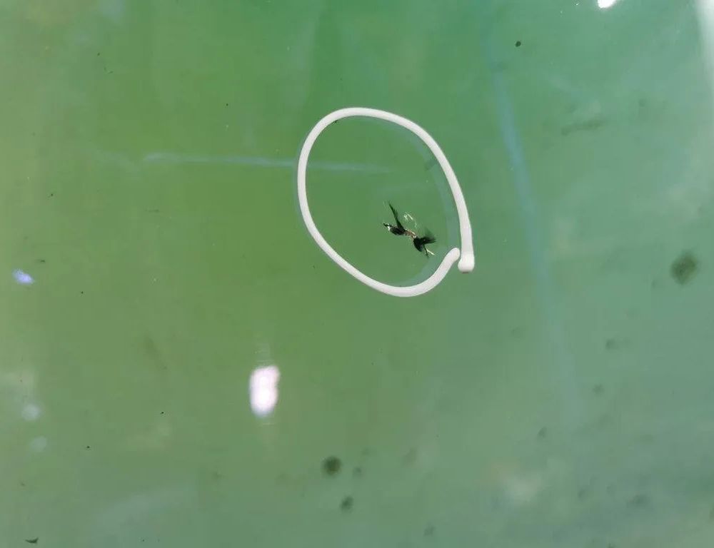 MASERATI Ghibli 3 generation (2013-2024) Predné čelné sklo 31960274