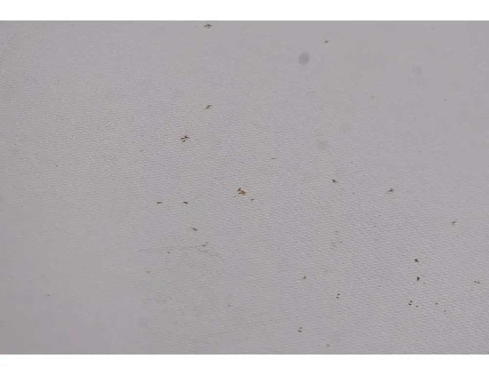 FORD Fiesta 6 generation (2008-2020) Защита от солнца левая 34210744