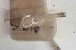 RENAULT Scenic 2 generation (2003-2010) Expansion Tank 8200262036 26040695